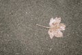 Single frozen maple leaf on a road Royalty Free Stock Photo