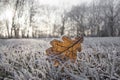 Single frozen oak leaf in frozen grass Royalty Free Stock Photo