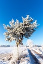 Single frozen pine next to rutted road