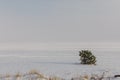 Single frozen tree in snow fild