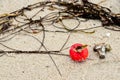 A single fruit of a dog rose flat laying in the sand of a beach