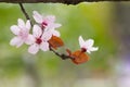 Single fruit tree flowers