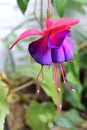 Single fuchsia