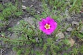 Single fuchsia-colored flower of Portulaca grandiflora in mid July