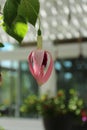 A single Fuchsia flower beginning to bloom