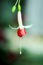 Single Fuchsia Flower Royalty Free Stock Photo