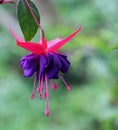 Single Fuchsia Flower Royalty Free Stock Photo