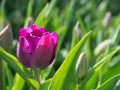 Single fuchsia tulip bloomed in the garden lit by sunlight