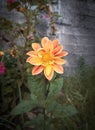 Single full bloom yellow dahlia flower plant