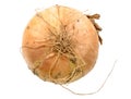 Single full orange onion