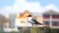 Single Fulmar bird on the post