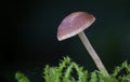 Single Fungi Royalty Free Stock Photo