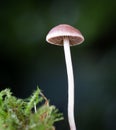 Single Fungi Royalty Free Stock Photo