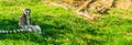 Single funny madagascan lemur monkey sitting in the grass and looking at the camera Royalty Free Stock Photo