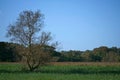 Single furred tree on a reed meadow