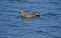 Gadwall duck, natural, nature, wallpaper Royalty Free Stock Photo