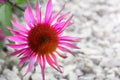 Pink flower on light gray background. Photo with blank space for text.