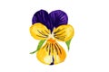 Single garden pansy flower hand painted Royalty Free Stock Photo