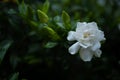 Single Gardenia Bloom At The End Of A Branch With More Buds Coming