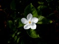 Single Gardenia Flower Blooming Royalty Free Stock Photo