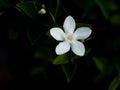 Single Gardenia Flower Blooming Royalty Free Stock Photo