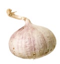 Single Garlic