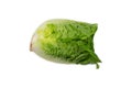 Single gem lettuce isolated on white background. Royalty Free Stock Photo
