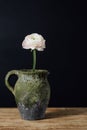 Single gentle pink buttercup flower in a vintage vase on a wooden table.