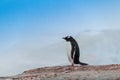 Single Gentoo Penguin Antarctica Royalty Free Stock Photo