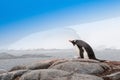 Single Gentoo Penguin Antarctica Royalty Free Stock Photo