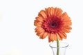 Single Gerbera orange daisy flower in a vase