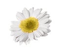 Single gerbera Royalty Free Stock Photo