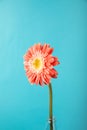 Single gerbera daisy flower on the blue background.  Orange gerbera daisy flower. Pastel colors. Copy space. Royalty Free Stock Photo