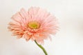 Single Gerbera daisy flower close up background Royalty Free Stock Photo