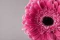 Single gerbera daisy flower head closeup. Spring greeting card for mother or womans day. Macro.