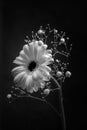 Single gerbera daisy with gypsophilia on black background Royalty Free Stock Photo