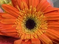 Single Gerbera Flower Eye Soothing Royalty Free Stock Photo