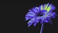 A single gerbera flower in neon blue and yellow with digital processing on a deep black background, close-up with Royalty Free Stock Photo