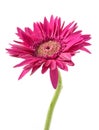 single gerbera flower pink isolated Royalty Free Stock Photo