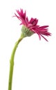 Single gerbera flower pink isolated on white background Royalty Free Stock Photo