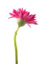 single gerbera flower pink isolated Royalty Free Stock Photo