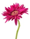 single gerbera flower pink isolated Royalty Free Stock Photo