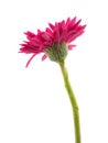 single gerbera flower pink isolated Royalty Free Stock Photo