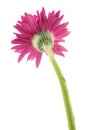 single gerbera flower pink isolated Royalty Free Stock Photo