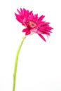 Single gerbera flower pink isolated Royalty Free Stock Photo