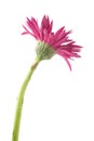 Single gerbera flower pink isolated on white Royalty Free Stock Photo