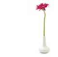 Single gerbera flower pink on vase isolated on white Royalty Free Stock Photo