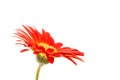 Single gerbera flower on white background Royalty Free Stock Photo