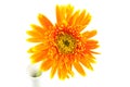 Single gerbera flower yellow on vase isolated Royalty Free Stock Photo