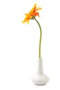 Single gerbera flower yellow on vase isolated Royalty Free Stock Photo